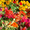 50 Mixed Colors DWARF JEWEL NASTURTIUM Tropaeolum Minus Flower Seeds