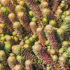 50 BLUE SPRUCE SEDUM Reflexum Succulent Jenny's Stonecrop Goldmoss Yellow Flower Seeds