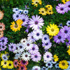 20 MIXED COLORS OSTEOSPERMUM Ecklonis African Cape Daisy Flower Seeds
