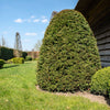 10 ENGLISH YEW Taxus Baccata Tree Shrub Conifer Sun or Shade Red Ornamental Berry Seeds