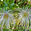 20 WHITE CLEMATIS Virginiana / Virgins Bower Flower Vine Seeds