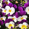 Johnny Jump Up Seeds – Violet Viola Tricolor Flower – photo 11
