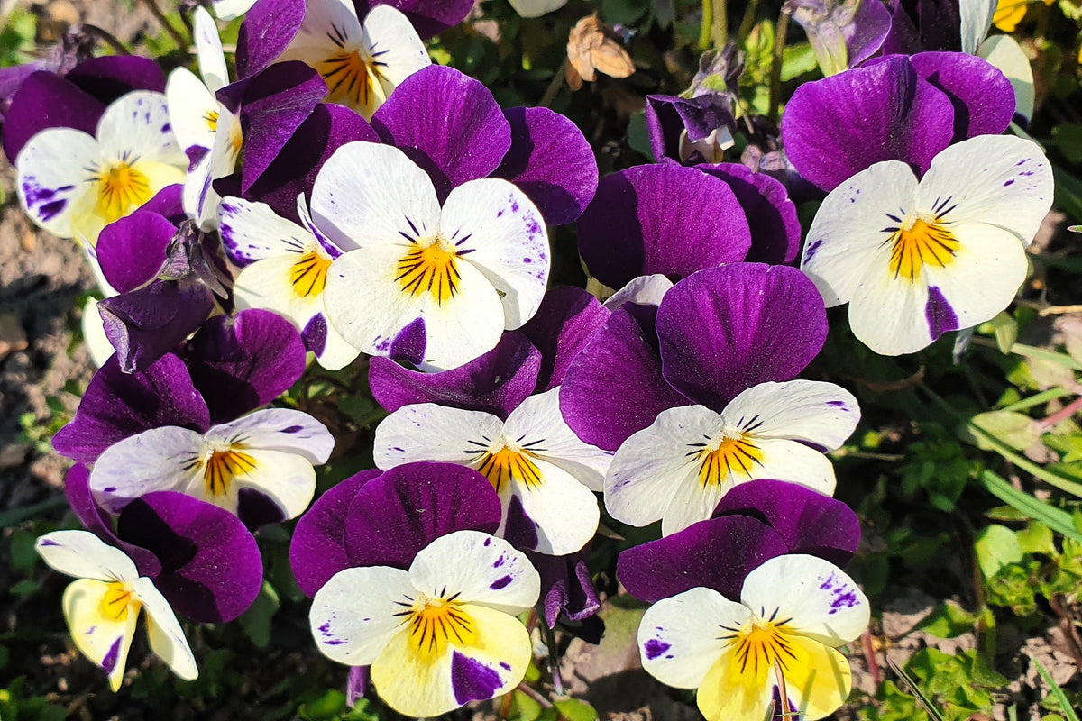 Johnny Jump Up Seeds – Violet Viola Tricolor Flower – photo 11