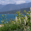 200 WHITE MIGNONETTE Reseda Alba Very FRAGRANT Flower Seeds