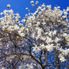 5 STAR MAGNOLIA Stellata TREE Seeds - Fragrant White to Pink Big 4" Wide Flowers