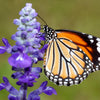 1000 TRUE BLUE HYSSOP Hyssopus Officinalis Thymus Hyssopus Herb Blue Violet Flower Seeds