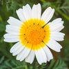 1000 GARLAND CROWN DAISY Chrysanthemum Coronarium Glebionis Flower Seeds