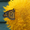 150 Double DWARF TEDDYBEAR SUNFLOWER Helianthus Annuus Yellow Flower Seeds