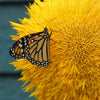 Double Dwarf Teddybear Sunflower Seeds – Helianthus Annuus Yellow Flower – photo 10