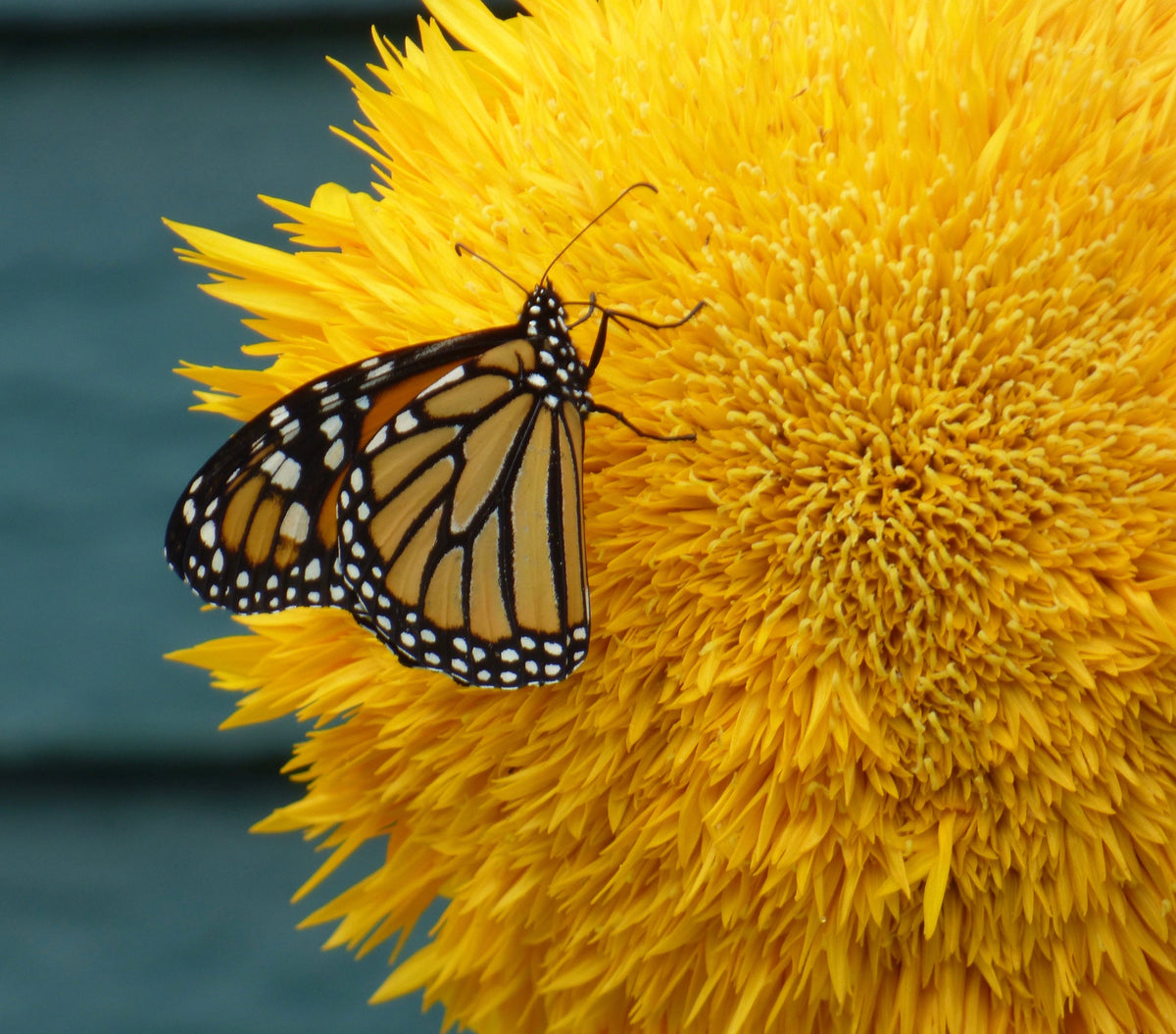Double Dwarf Teddybear Sunflower Seeds – Helianthus Annuus Yellow Flower – photo 10