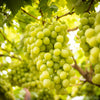 Green (Dessert / Table) Grape Vitis Vinifera Fruit Vine Seeds – photo 9