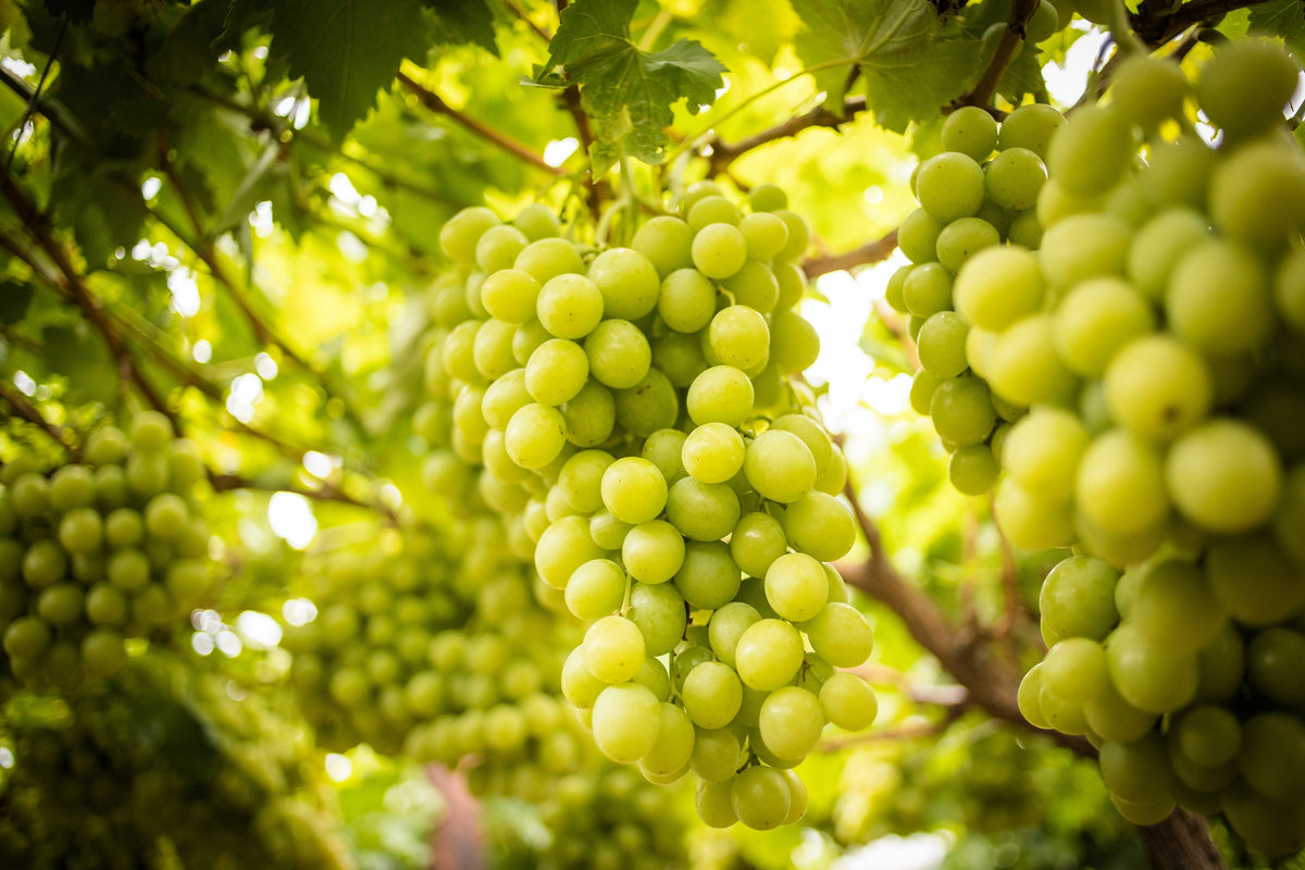 Green (Dessert / Table) Grape Vitis Vinifera Fruit Vine Seeds – photo 9