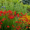 10 RED LUCIFER CROCOSMIA Crocosmia Masoniorum Flower Seeds