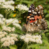 200 TALL WHITE BONESET (Thoroughwort) Eupatorium Perfoliatum Flower Seeds