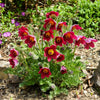 10 RED ANEMONE Pulsatilla Vulgaris PASQUE Flower Seeds