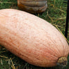 25 Jumbo PINK BANANA SQUASH Perilla Frutescens Heirloom Winter Vegetable Seeds