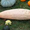 25 Jumbo PINK BANANA SQUASH Perilla Frutescens Heirloom Winter Vegetable Seeds
