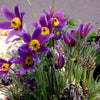 25 VIOLET ANEMONE Pulsatilla Vulgaris Purple PASQUE Flower Seeds