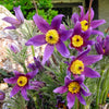 25 VIOLET ANEMONE Pulsatilla Vulgaris Purple PASQUE Flower Seeds