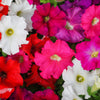 250 Mixed Colors DWARF PETUNIA Pink Red Purple White Bicolor Flower Seeds