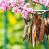 25 JUDAS TREE European Redbud Love Tree Cercis Siliquastrum Pink Purple Flower Seeds