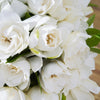 50 GARDENIA Jasminoides / CAPE JASMINE Fragrant White Shrub Houseplant Flower Seeds