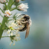 200 WHITE MIGNONETTE Reseda Alba Very FRAGRANT Flower Seeds