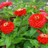 250 Red CHERRY QUEEN ZINNIA Elegans Flower Seeds