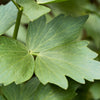 50 LOVAGE Levistucum Officinale - Flavor like celery & anise - Herb Flower Seeds