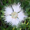 Fringed Pinks Dianthus Seeds – Superbus Flower – photo 6