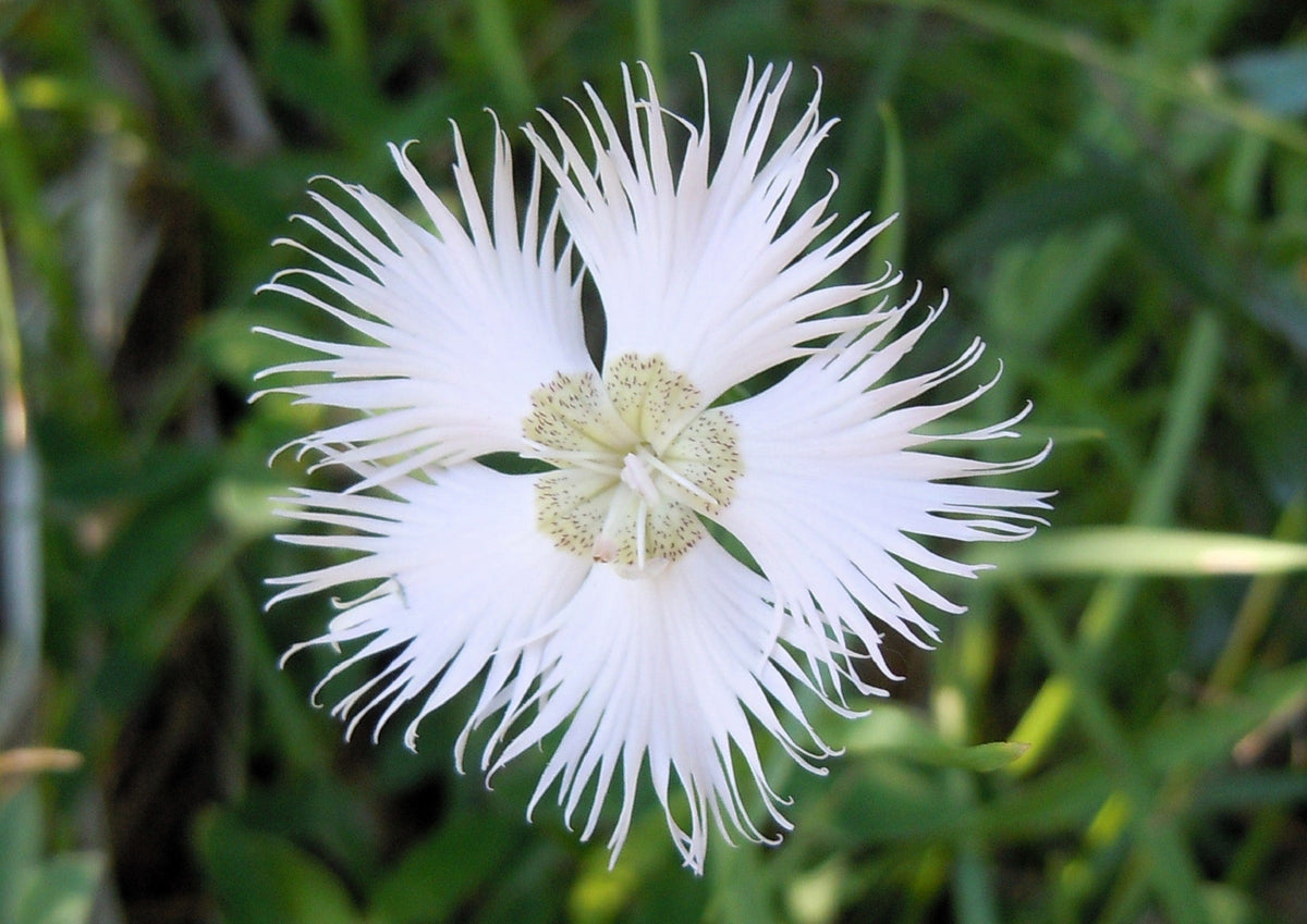 Fringed Pinks Dianthus Seeds – Superbus Flower – photo 6