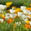 1000 WHITE CALIFORNIA POPPY Eschscholzia Californica Flower Seeds