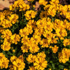 1000 YELLOW SAND COREOPSIS Lanceolata Lanceleaf Tickseed Flower Seeds