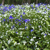 10 RAMSONS / WILD Bear GARLIC Allium Ursinum Vegetable Herb White Flower Seeds