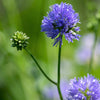 1500 GLOBE GILIA Bluehead Gilia Capitata Thimble Flower Seeds