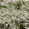 30 GERMAN STATICE White Sea Lavender Goniolimon Tataricum Limonium Flower Seeds