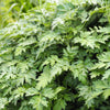1000 JAPANESE MUGWORT Artemisia Princeps Korean Wormwood Yomagi Herb Yellow Flower Seeds