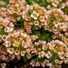 50 Easter Bonnet PEACH ALYSSUM Lobularia Maritima Hummingbird Flower Seeds