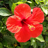 10 Luna RED HARDY HIBISCUS Hibiscus Moscheutos Balhibred Flower Seeds
