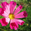 200 COSMOS SEASHELLS Cosmos Bipinnatus Sea Shells Flower Seeds