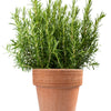 100 ROSEMARY Rosmarinus Officinalis Herb Flower Seeds