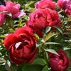 10 TREE PEONY Mountain Paeony Paeonia Suffruticosa Arborea Mixed Colors Red Pink White Purple Yellow Bicolor Flower Shrub Seeds