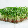 1000 CALABRESE BROCCOLI ITALIAN Green Sprouting Vegetable Brassica Seeds