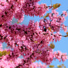 25 JUDAS TREE European Redbud Love Tree Cercis Siliquastrum Pink Purple Flower Seeds