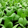 1500 SPINACH MUSTARD TENDERGREEN Komatsuna Greens Brassica Rapa Vegetable Seeds