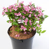 50 OLD FASHIONED WEIGELA Florida Bush Shrub Flower Seeds