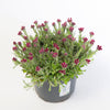 20 RED PUSSYTOES Antennaria Dioica Rubra Everlasting Flower Seeds