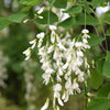 10 YELLOW ASH TREE Kentucky Yellowwood White Flowers Cladrastis Lutea Kentukea Seeds