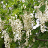 10 YELLOW ASH TREE Kentucky Yellowwood White Flowers Cladrastis Lutea Kentukea Seeds