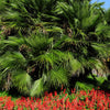 Hardy Sabal Palm Tree Seeds – Cabbage Palmetto Flower – photo 6